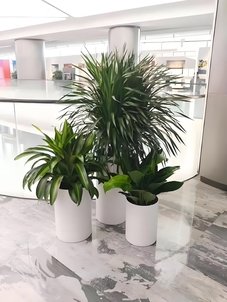 急需花木出租？宁波奉化服务佳，速来！